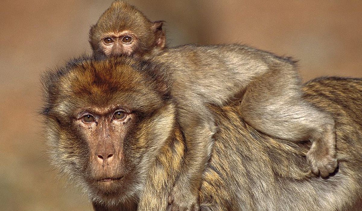 Адлерский Обезьяний Питомник фото 1