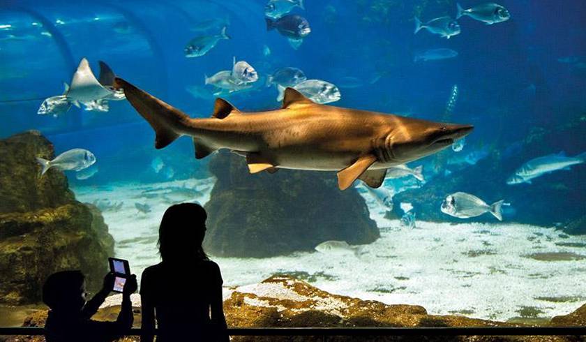 Аквариум Барселоны фото 1