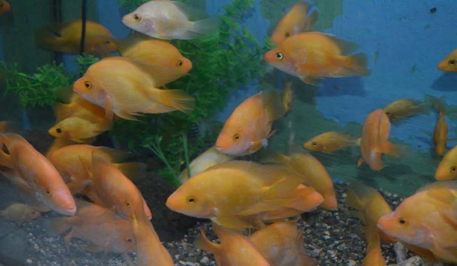 Аквариум Батуми фото 1