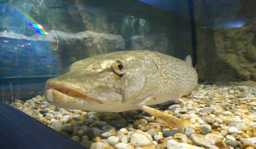 Тропикариум-Океанариум в Будапеште фото 1