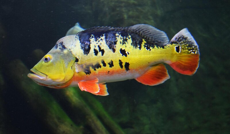 Аквариум Red Sea Life