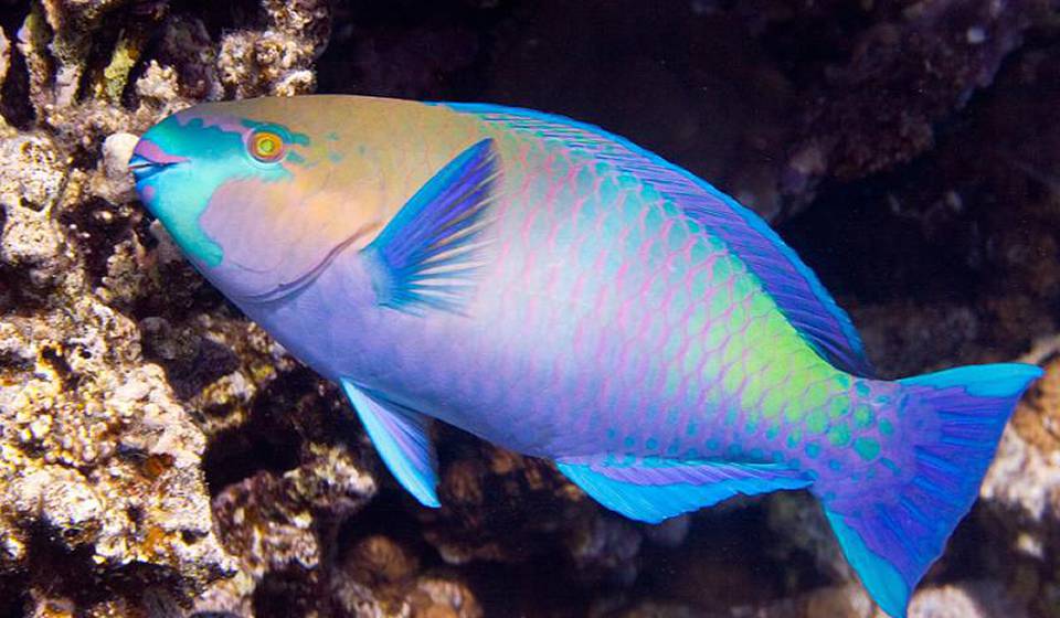 Аквариум Red Sea Life фото 1