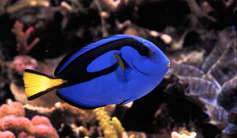 Аквариум Sea Life Benalmadena