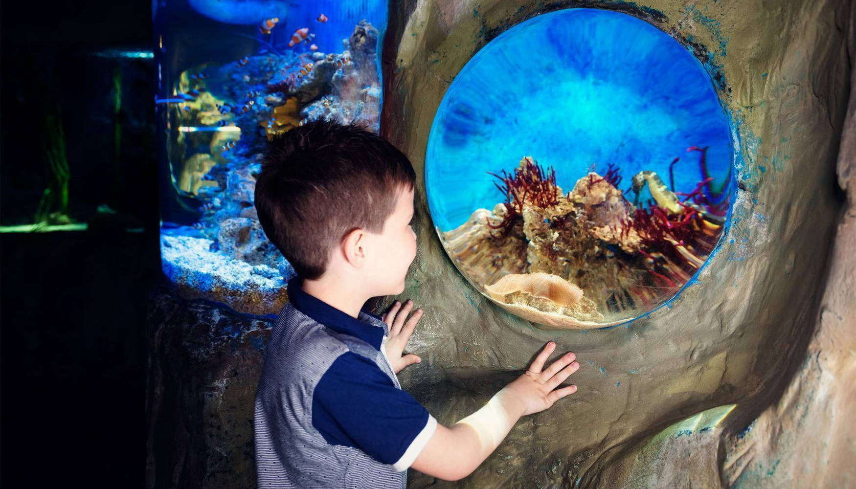 Аквариум Sea Life в Кёнигсвинтере (ЗАКРЫТ)