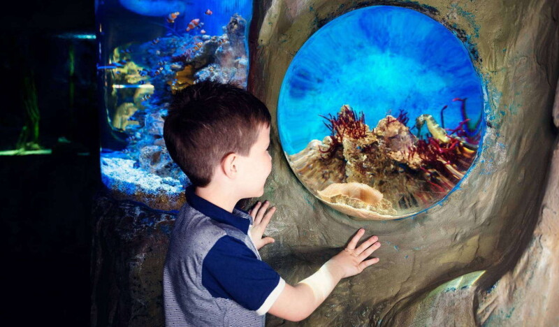 Аквариум Sea Life в Кёнигсвинтере (ЗАКРЫТ)