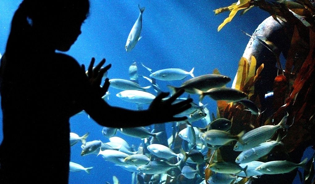 Аквариум Sea Life в Кёнигсвинтере (ЗАКРЫТ) фото 1