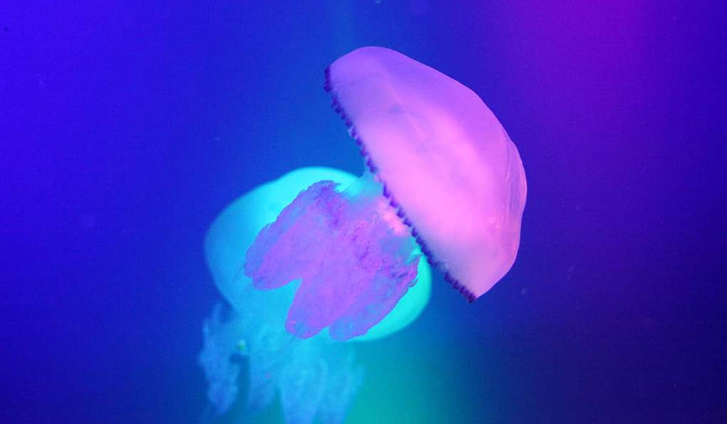 Стамбульский Аквариум фото 1