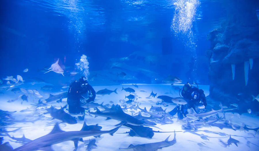 Океанариум в Анталии фото 1