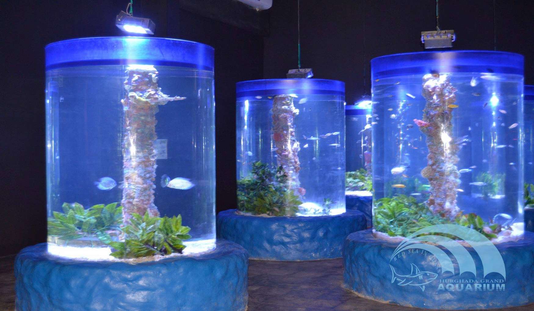 Аквариум Red Sea Life фото 1