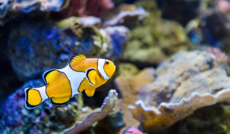 Аквариум Costa de Almeria