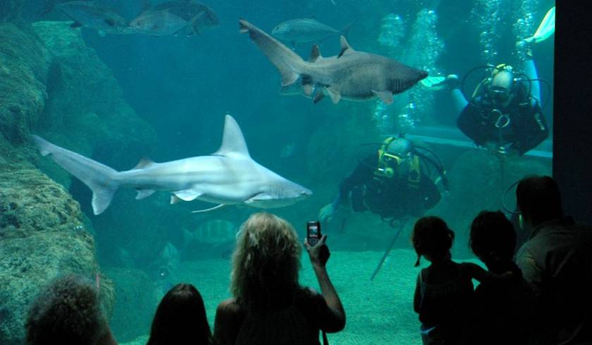 Аквариум Sea Life Benalmadena фото 1