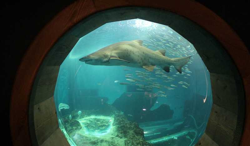 Аквариум в Севилье