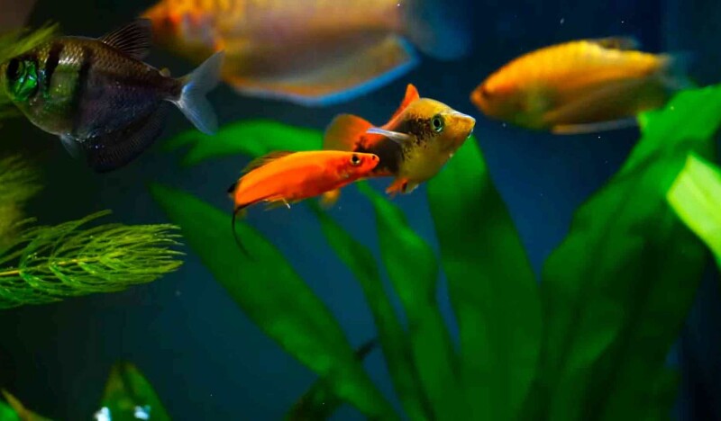 Аквариум Водице