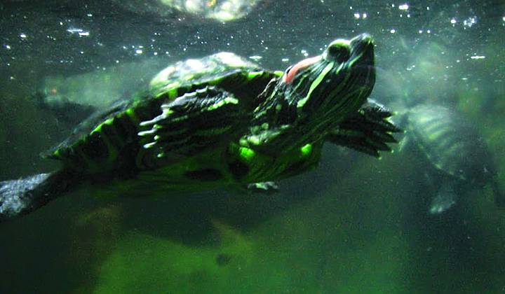 Аквариум фото 1