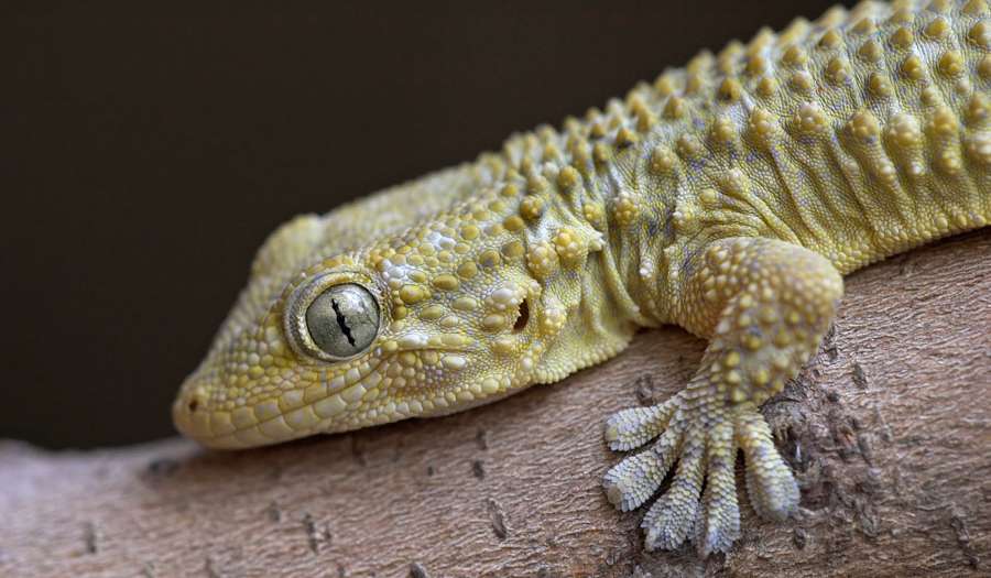 Критский Аквариум Cretaquarium фото 1