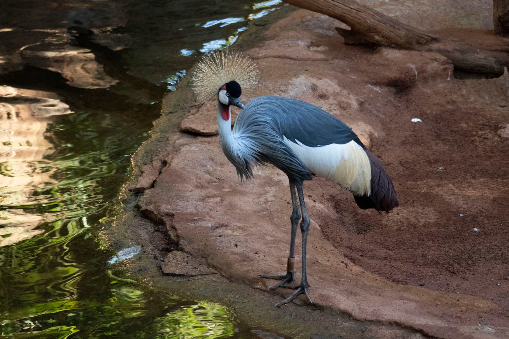 Bioparc Fuengirola photo 1