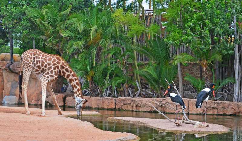 Bioparc Valencia