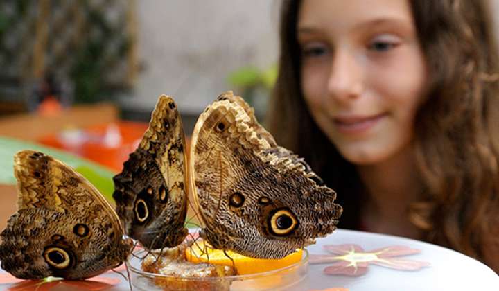 Biosphere Potsdam photo 1