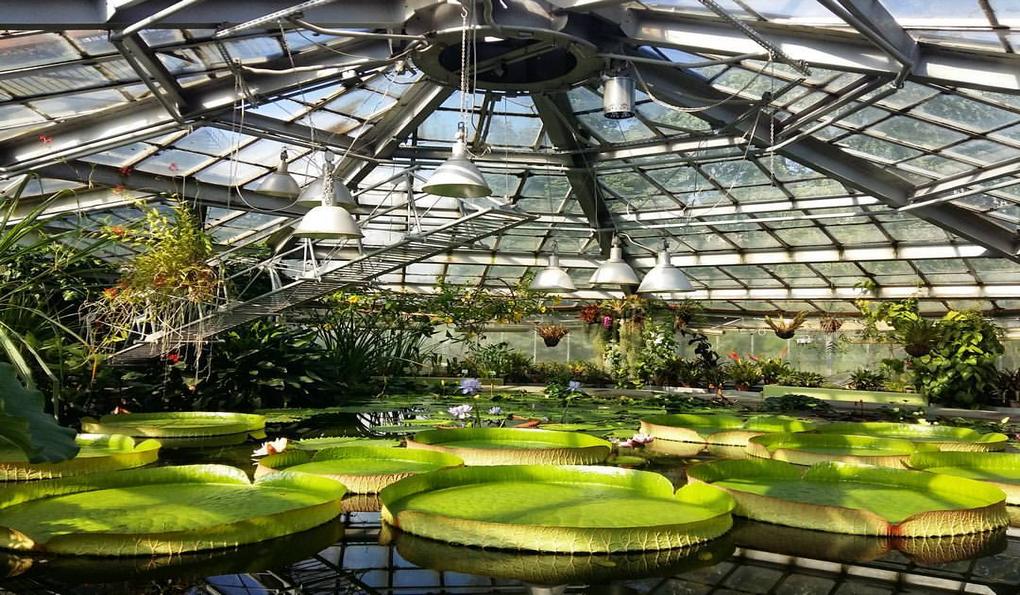 Ботанический Cад Санкт-Петербурга фото 1