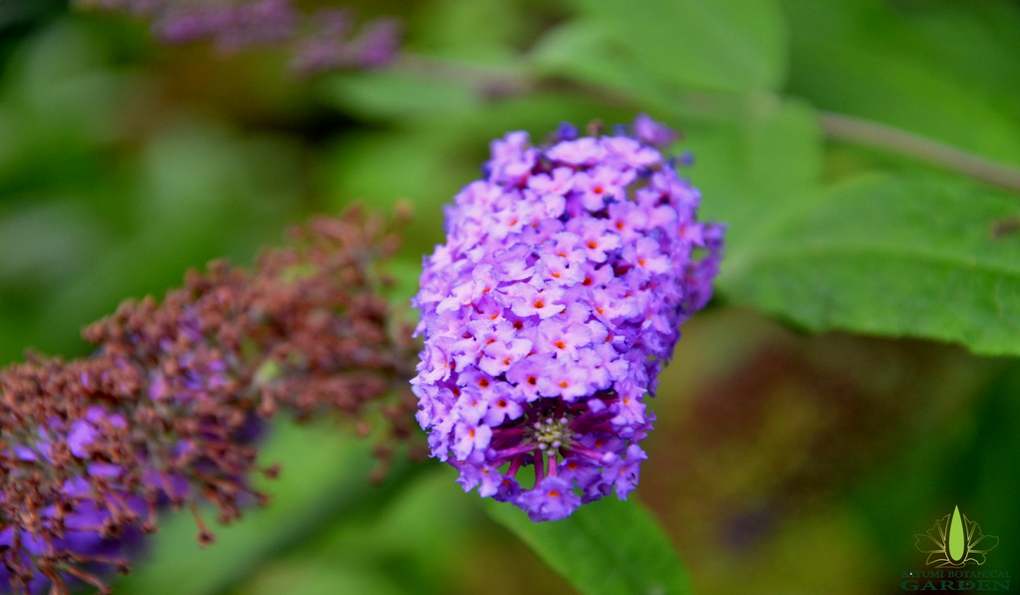 Ботанический Сад Батуми фото 1