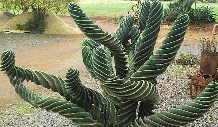 Molino De Inca Botanical Garden фото 1