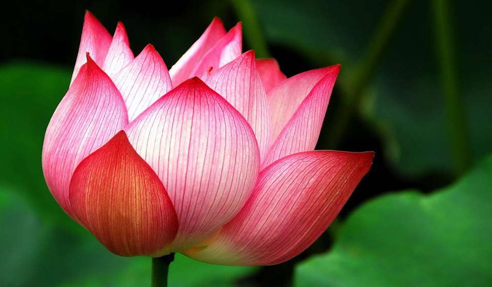 Ботанический Сад Пхукета фото 1