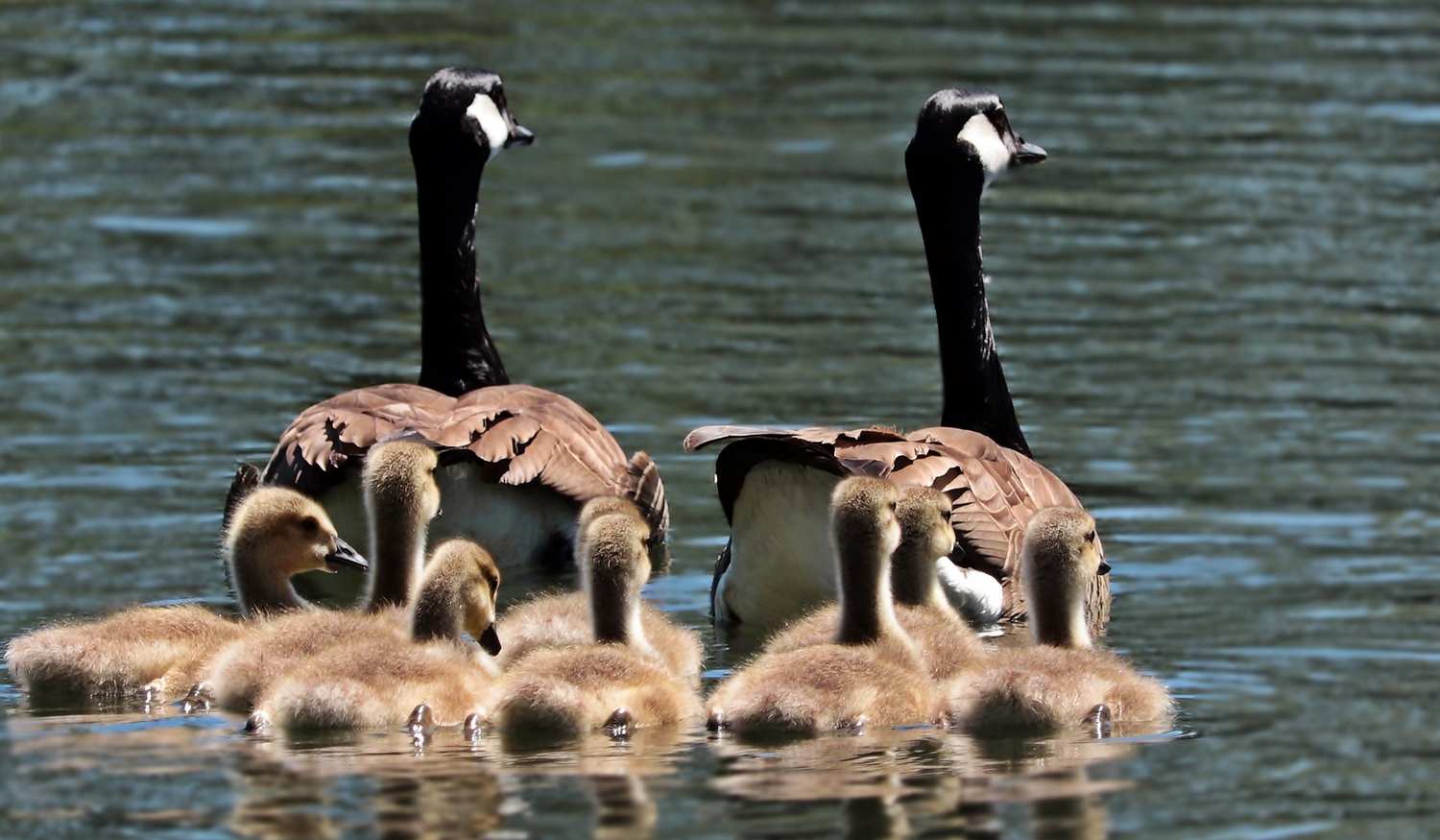 Бургасское Озеро фото 1