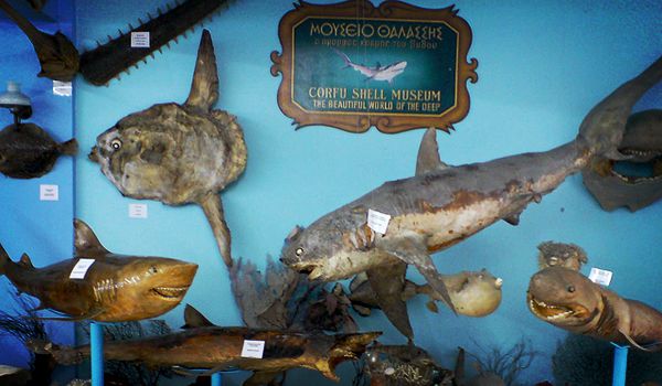 Corfu Shell Museum (ЗАКРЫТ)