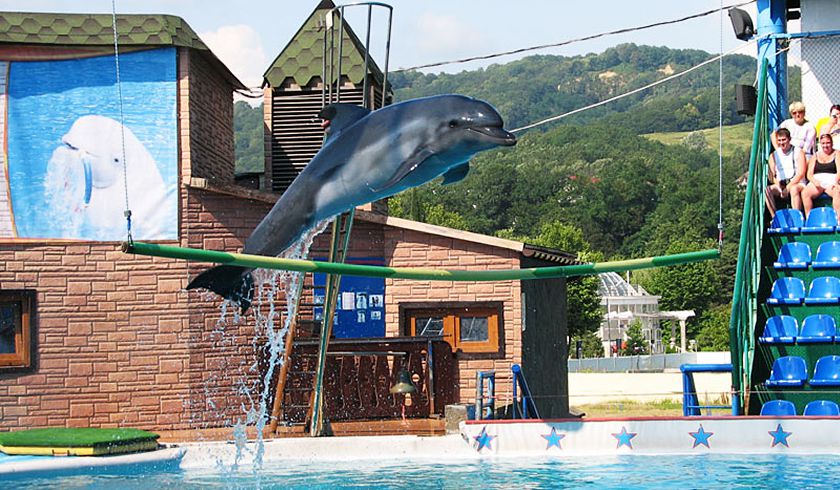 Дельфинарий Адлера фото 1