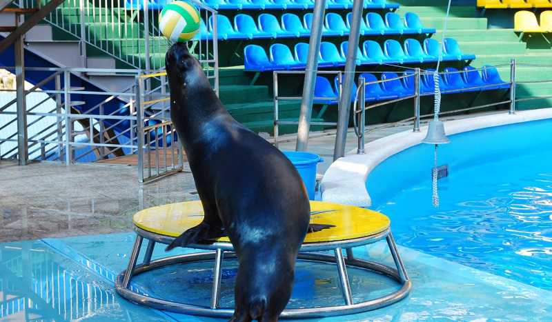 Дельфинарий АкваМир