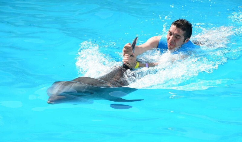 Дельфинарий Dolphin Park