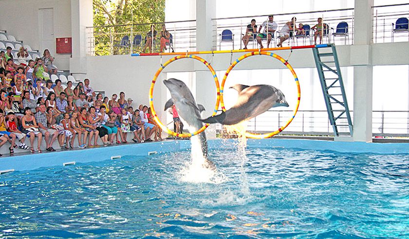 Дельфинарий Лазаревский фото 1