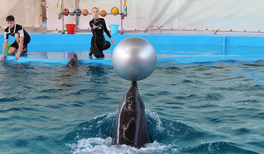 Дельфинарий Морская Звезда фото 1