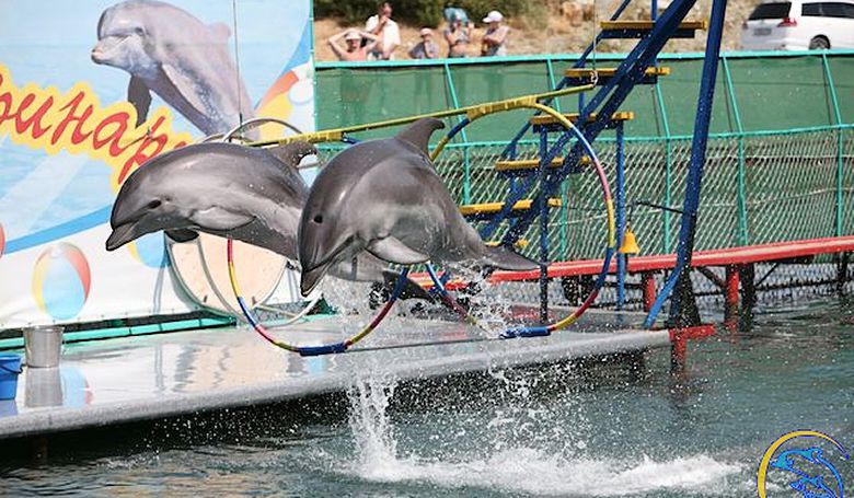 Дельфинарий на Большом Утрише фото 1