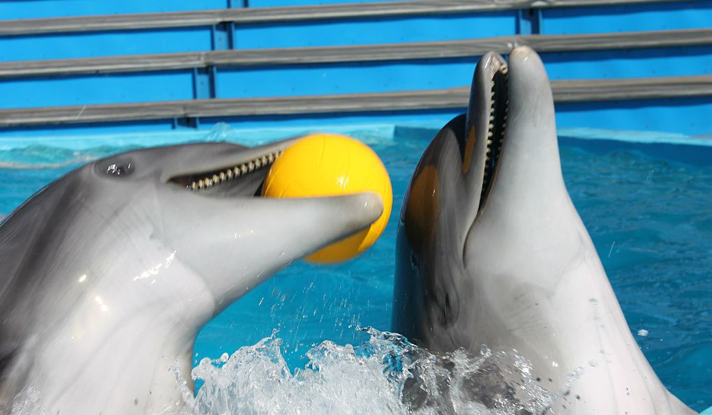 Дельфинарий в Архипо-Осиповке фото 1