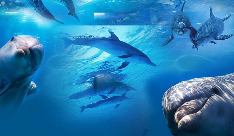 Дельфинарий в Джубге