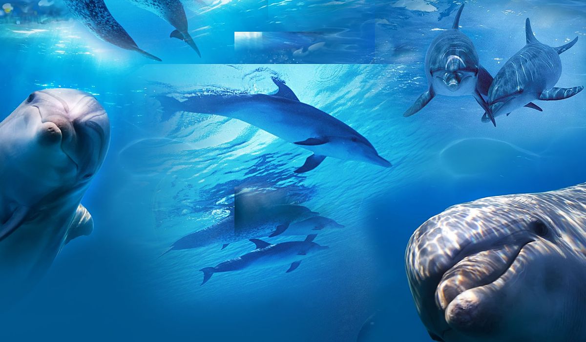 Дельфинарий в Джубге фото 1