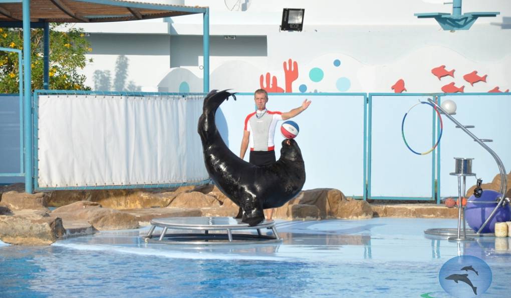 Дельфинарий в Шарм-эль-Шейхе фото 1