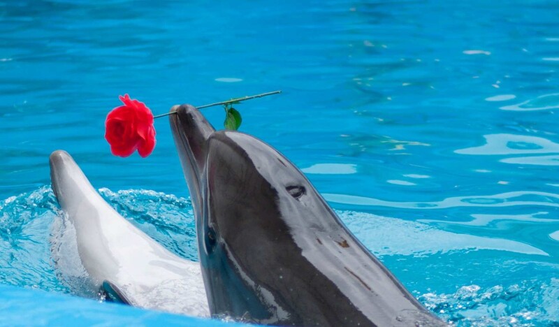 Дельфинарий в Стамбуле