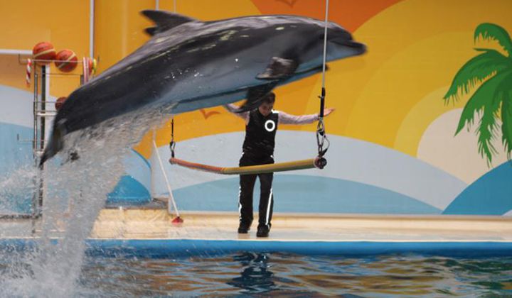 Дельфинарий в Стамбуле фото 1