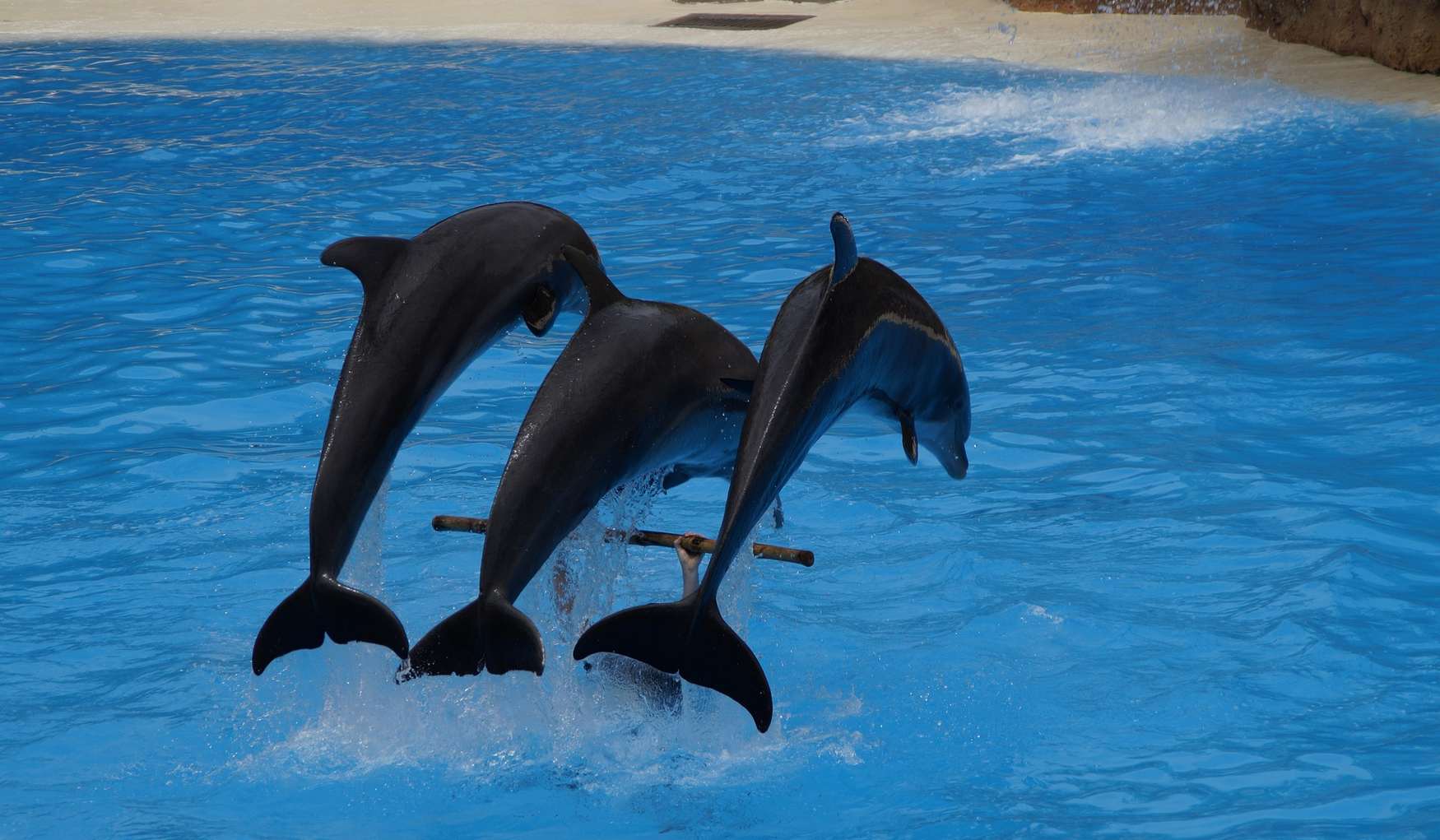 Дельфинарий в Кемере фото 1