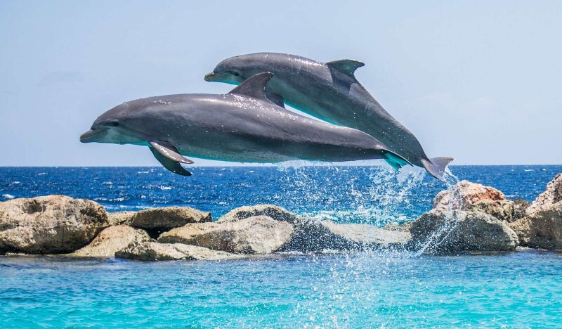 Дельфинарий в Мармарисе