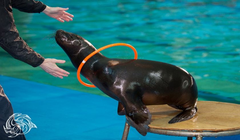 Дельфинарий в Санкт-Петербурге (ЗАКРЫТ) фото 1