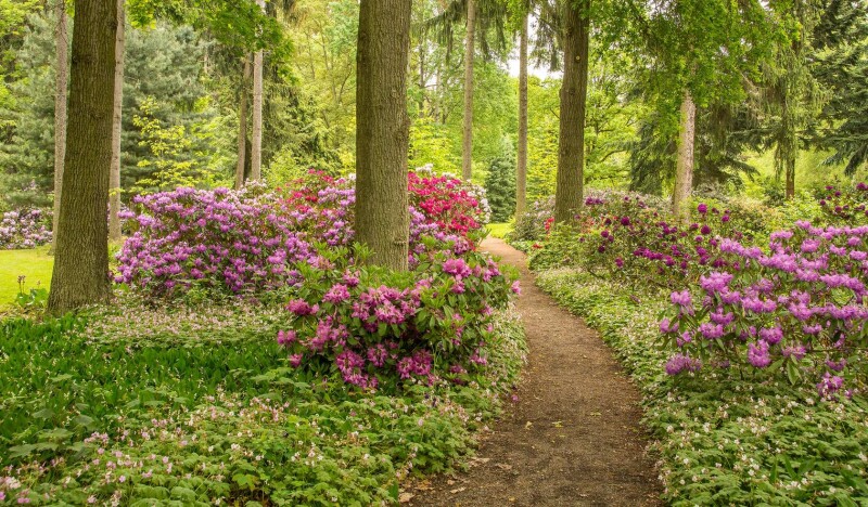 Дендропарк