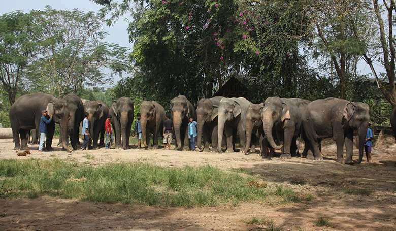 Деревня Слонов в Паттайе фото 1