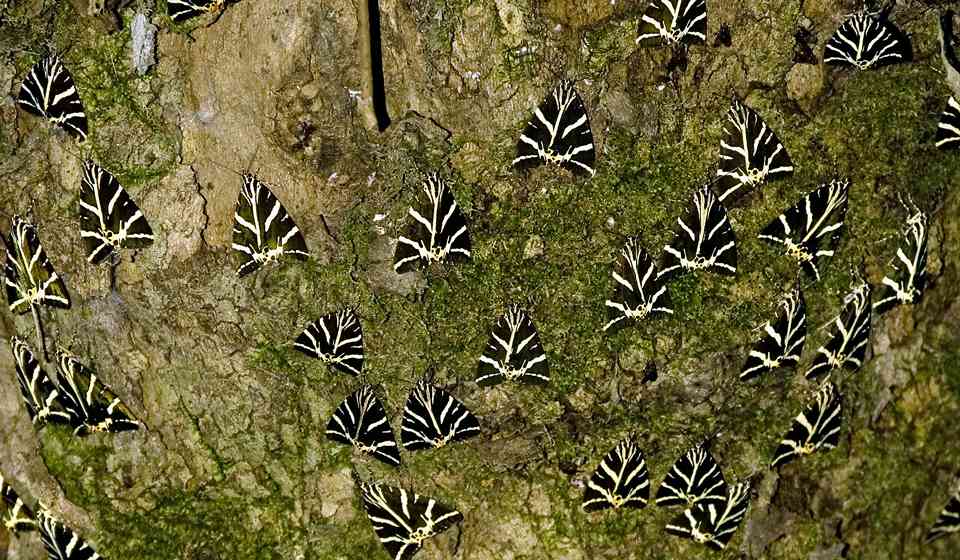 Долина Бабочек на Родосе фото 1