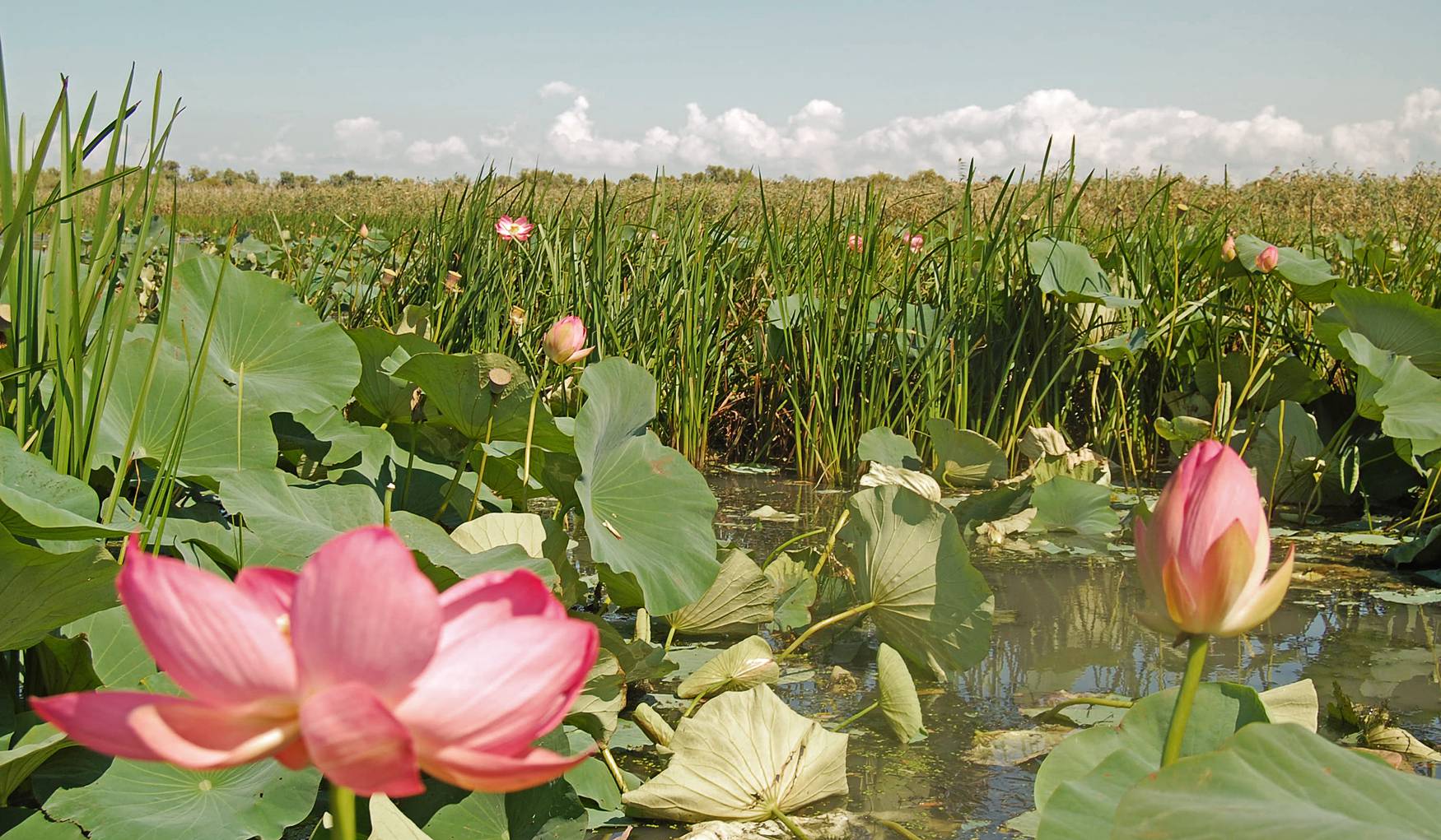 Парк 30-летия Победы фото 1