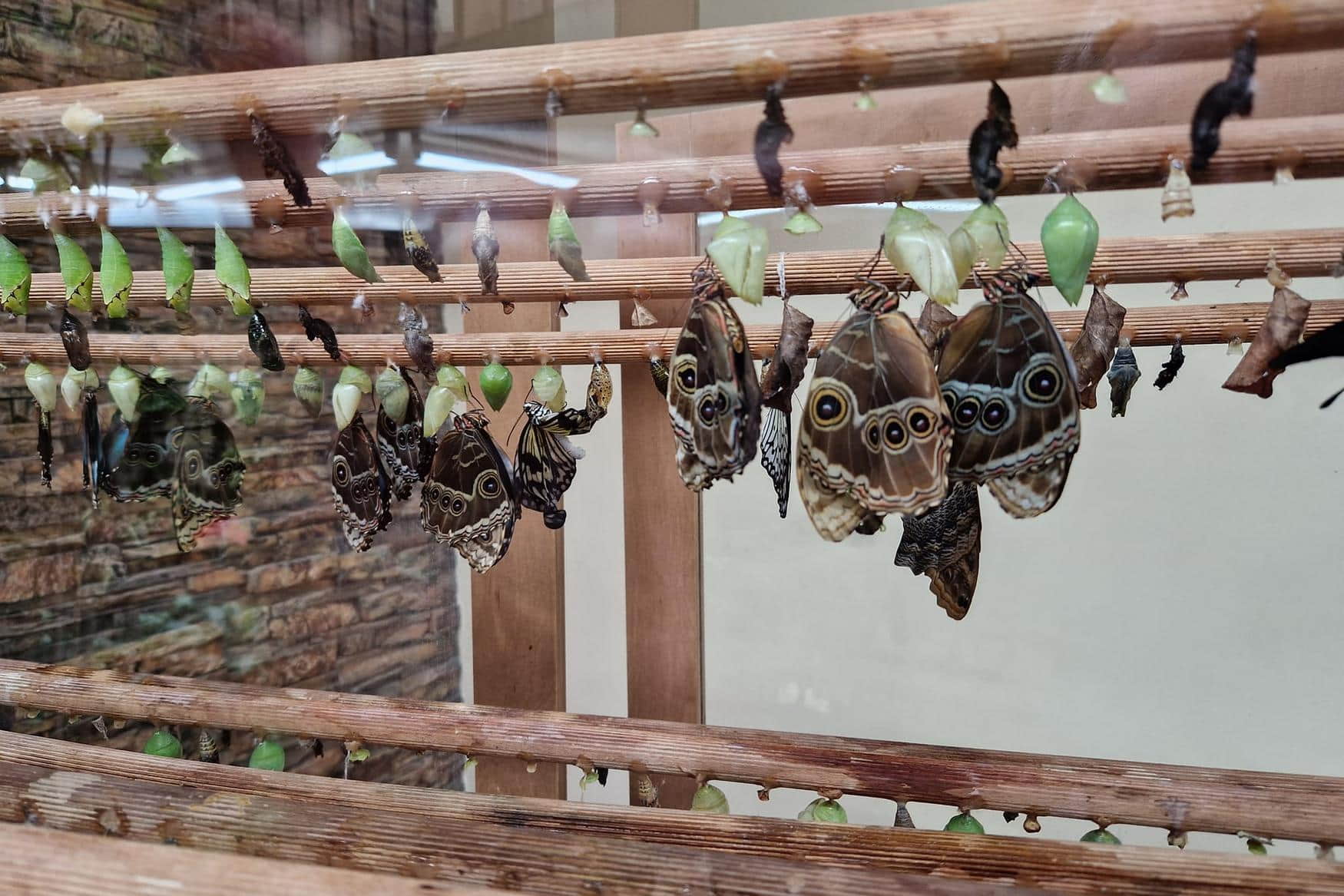 Дом бабочек Papilonia фото 1