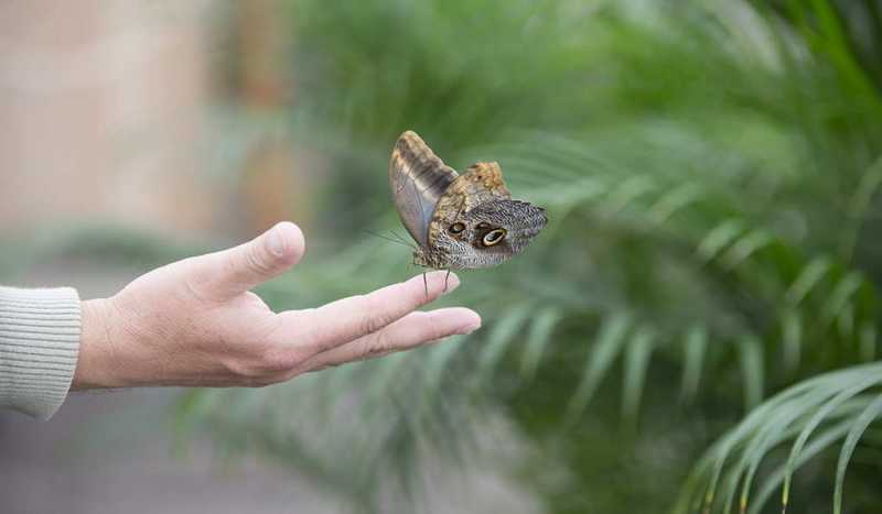 Дом Бабочек Papilonia