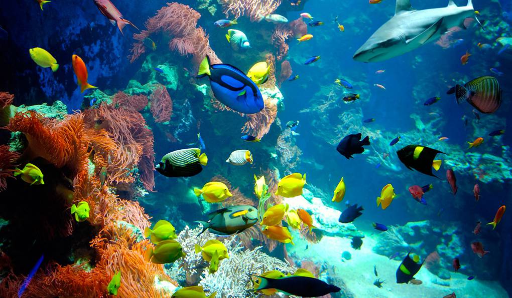 Дом Природы (Haus der Natur) фото 1